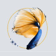 Mary's Magic Bettas logo